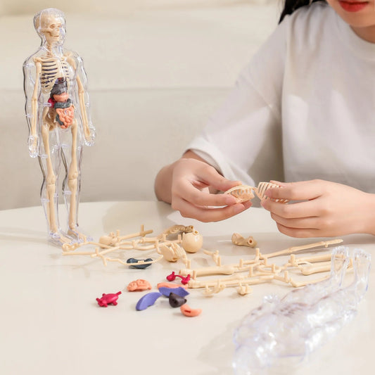 🏆Flash Sale⚡Human Body Model for Kids - STEM Anatomy Toy with Removable Organs